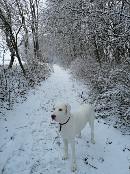 Dalmatiner Unsere Amy mag es im Schnee zu schnuffeln. 