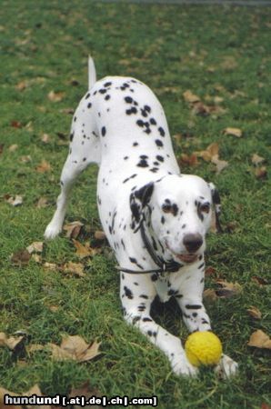 Dalmatiner Hunde Foto 24845 in höherer Auflösung ansehen Dalmatiner