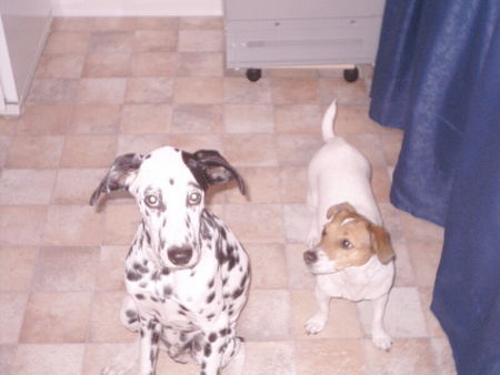Dalmatiner Hunde Foto 28059 Dalmatiner das war ich nicht