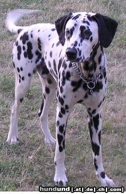 Dalmatiner Hunde Foto 5092 Dalmatiner Georgy 10. Monate alt