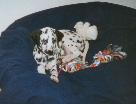 Dalmatiner Hunde Foto 2666 Dalmatiner georgy