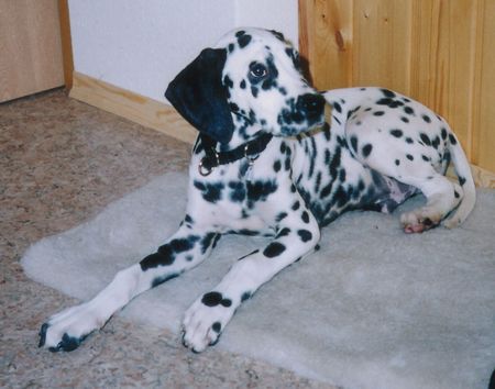 Dalmatiner Hunde Foto 2667 Dalmatiner georgy