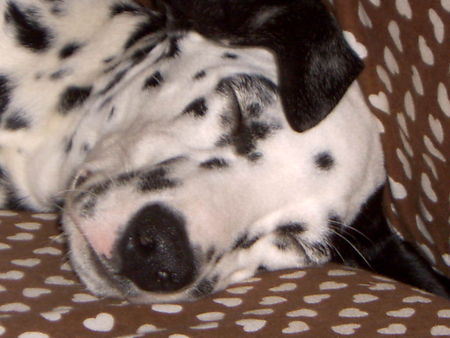 Dalmatiner Hunde Foto 28277 Dalmatiner gib mir fünf.gino