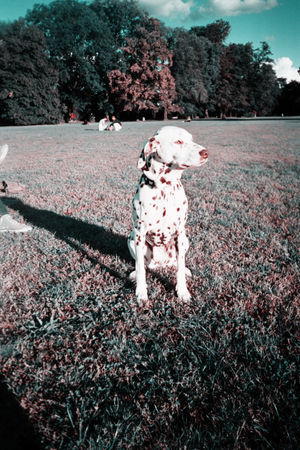 Dalmatiner Hunde Foto 28479 in höherer Auflösung ansehen Dalmatiner einfach das Wetter genießen