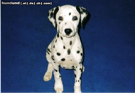 Dalmatiner Hunde Foto 21585 in höherer Auflösung ansehen Dalmatiner Caesy mit 10 Wochen