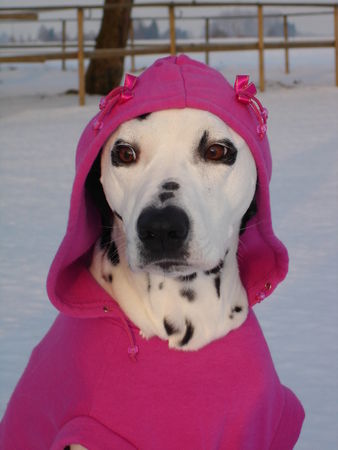 Dalmatiner Hunde Foto 33729 in höherer Auflösung ansehen Dalmatiner Luna mit Kapuzenpulli