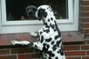 Dalmatiner Foto: Alicia (Lilly)v.d.Ora Maritima (ID 13490) Dalmatiner Hund