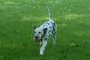 Dalmatiner Foto: Alicia (Lilly)v.d.Ora Maritima (ID 13492) Dalmatiner Hund