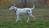 Dalmatiner Foto: Hallo (ID 26811) Dalmatiner Hund