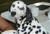 Dalmatiner Foto: Alid v.d.Nordseewellen (ID 13494) Dalmatiner Hund