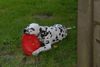 Dalmatiner Foto: Xabea v.d.Beverstedter Mühlen (ID 13493) Dalmatiner Hund