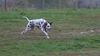 Dalmatiner Foto: WB 01.11.05 / Achtung ich komme (ID 26705) Dalmatiner Hund