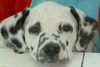 Dalmatiner Foto: Schau mir in die Augen ! (ID 12436) Dalmatiner Hund