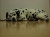 Dalmatiner Foto: Nyzz (ID 13252) Dalmatiner Hund