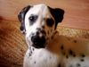 Dalmatiner Foto: der süsseste hund der welt....., für mich ..... (ID 14308) Dalmatiner Hund