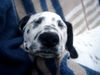 Dalmatiner Foto: Spike...... schläft.... wie immer..... *ggg* (ID 14309) Dalmatiner Hund