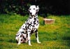 Dalmatiner Foto: Foxi vom Roßbach (ID 623) Dalmatiner Hund