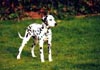 Dalmatiner Foto: Lady vom Roßbach (ID 625) Dalmatiner Hund