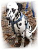 Dalmatiner Foto: Franco von Arabians Stud - 8 Monate (ID 27661) Dalmatiner Hund