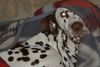 Dalmatiner Foto: 1,2,3, such mich doch!!! (ID 12435) Dalmatiner Hund