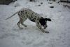 Dalmatiner Foto: Annie spielt im Schnee (ID 2145) Dalmatiner Hund