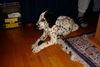 Dalmatiner Foto: Annie bin 15 wochen alt (ID 2032) Dalmatiner Hund