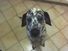 Dalmatiner Foto: Batschi (ID 22457) Dalmatiner Hund
