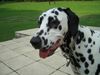 Dalmatiner Foto: Georgy (ID 12542) Dalmatiner Hund
