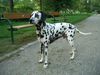 Dalmatiner Foto: Georgy (ID 12541) Dalmatiner Hund