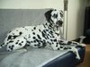 Dalmatiner Foto: Georgy (ID 12607) Dalmatiner Hund