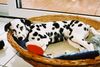 Dalmatiner Foto: Unser Chico als Welpe (ID 26781) Dalmatiner Hund