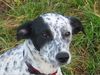 Dalmatiner Foto: Schyla (ID 8958) Dalmatiner Hund