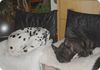 Dalmatiner Foto: Pongo und Voyou beim Mittagsschläfchen (ID 14028) Dalmatiner Hund