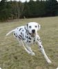 Dalmatiner Foto: Pongo auf der Wiese (ID 14026) Dalmatiner Hund