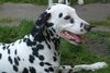 Dalmatiner Foto: Antea v.d. Ora Maritima (ID 13821) Dalmatiner Hund