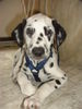 Dalmatiner Foto: Franco von Arabians Stud - 2 1/2 Monate (ID 27662) Dalmatiner Hund