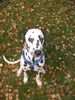 Dalmatiner Foto: Mein Name ist Franco und sehe ich nicht wie ein Unschuldslamm aus :-))) (ID 26414) Dalmatiner Hund
