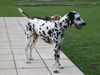 Dalmatiner Foto: Georgy (ID 12544) Dalmatiner Hund