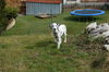 Dalmatiner Foto: Dana (ID 41620) Dalmatiner Hund