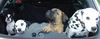 Dalmatiner Foto: Pfingstausflug (ID 21479) Dalmatiner Hund