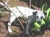 Dalmatiner Foto: Fanta, 11 Wochen alt (ID 22370) Dalmatiner Hund