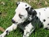 Dalmatiner Foto: Fanta, 11 Wochen alt (ID 22369) Dalmatiner Hund