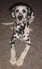 Dalmatiner Foto: Domino alias Baltus von der Casselbreite (ID 7725) Dalmatiner Hund