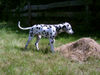 Dalmatiner Foto: Dusty von der Vogelfluglinie (5 Monate) (ID 33161) Dalmatiner Hund
