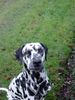 Dalmatiner Foto: Auch Filou (ID 2936) Dalmatiner Hund