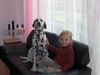 Dalmatiner Foto: Zwei Freunde (ID 15587) Dalmatiner Hund