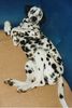 Dalmatiner Foto: Georgy 7 Moante alt (ID 3950) Dalmatiner Hund