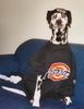 Dalmatiner Foto: cool *gg* (ID 3951) Dalmatiner Hund