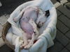 Dalmatiner Foto: sie ist eine schlange (ID 25993) Dalmatiner Hund