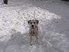 Dalmatiner Foto: Chipsy (ID 19883) Dalmatiner Hund